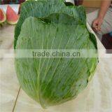 New Crop Flat Cabbage/round Cabbage for Sale thumbnail-1
