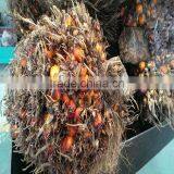 CE Approved Screw Type Palm Oil Press Machine for Manufacturer thumbnail-3