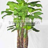 Supply Evergreen Bonsais thumbnail-4