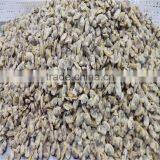 Frozen Cooked Shellfish Type Variegated Clam thumbnail-3