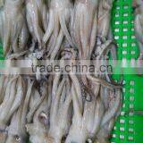Frozen Fresh BQF Squid Head no Chemical Treated in Sale thumbnail-3