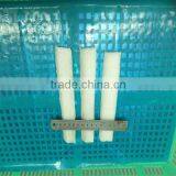 Cut Frozen Giant Loligo Squid thumbnail-1