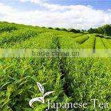 Premium Japanese Tea Manufacturers Green Tea 50g for Business Use , Small Lot Oder Available thumbnail-1
