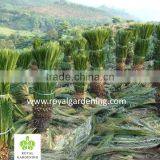Cycas Revoluta ( Sago Palm ) Nursery thumbnail-2