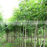 Tabebuia Rosea Pink Color Flower thumbnail-1