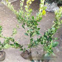 the Ligustrum Japonicum 'howardii' Balls With a Crown Width of 1 Meter Are Inexpensive and Have a High Survival Rate. thumbnail-4
