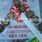 Chanterelle Price thumbnail-1