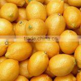 Commerial New Condition Large Automatical Fruit Washer thumbnail-2