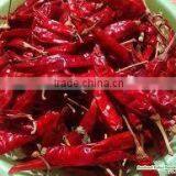 Chilli thumbnail-1