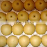 2014 hot sale hot selling top quality fresh pear for sale