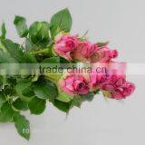 Colorful Top Quality Cut Fresh Violet Rose Flower thumbnail-6