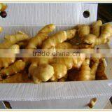 Ginger Price in China Market for Sale thumbnail-1
