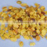 Indian Raisins High Quality