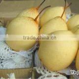 Huangguan Pear/ Crown Pear / Golden Pear thumbnail-2