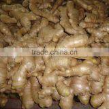 Fresh Ginger thumbnail-6