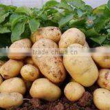 Fresh Holland Potato in Low Price