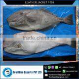 High Nutritional Value Leatherjacket Fish Frozen for Bulk Purchase thumbnail-1