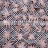 Frozen Baby Otopus IQF thumbnail-6