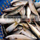 Frozen Whole Round Pacific Mackerel thumbnail-2