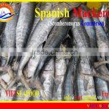 W/R FROZEN SPANISH MACKEREL thumbnail-1