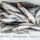 Sea W/R Frozen Sardines thumbnail-2