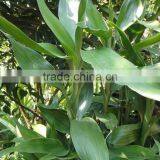 Natural Lucky Bamboo A Grade Cut Fresh From Yunnan thumbnail-3