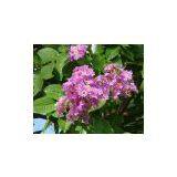 Banaba Leaf P. E.1%-98% Corosolic Acid thumbnail-1