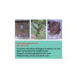 Cyclocarya Paliurus Extract thumbnail-1