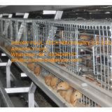 Ghana Chicken Shed A Type Automatic Small Chicken Cage with 5000 Chicks with Nipple Drinker & Feed Trough for Poultry Farming