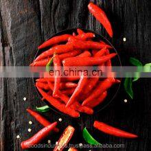 Red Chili (Capsicum Frutescens L.) thumbnail-1