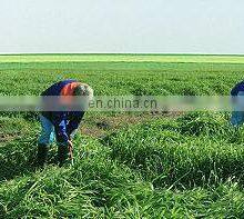 Barley Powder Grass thumbnail-4