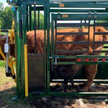Stahl-Rampe zum Be- und Entladen von Rindern – umweltfreundlich, nagetierfest, wasserdicht, 8 ft hoch, einfach zusammenzubauen für landwirtschaftliche Zwecke thumbnail-6
