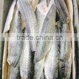 Frozen Spanish Mackerel Fillets thumbnail-3