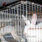 Metal Cage for Female Rabbit /Breeding Rabbit/ Industrial Rabbit thumbnail-4