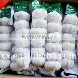 Garlic Farming thumbnail-1
