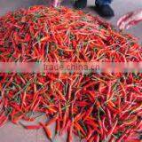 Fresh Chilli - Cheap price