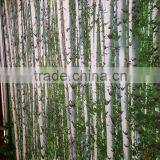 2016 of Olympic Blockout Backdrop Fabric for Rio de Janeiro thumbnail-5