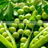 Reliance Food Canned Fresh Green Peas thumbnail-1