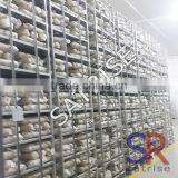 2016 High Quality Mushroom Cultivation Equipment Mushroom Shelf Low Price thumbnail-4