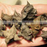 Water Caltrop (Trapa Natans) thumbnail-1