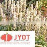 ORGANIC PSYLLIUM thumbnail-4