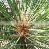 Cedar Wood Oil thumbnail-1