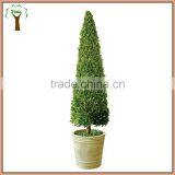 Boxwood Cone Topiary Preserved in 43'' Tall thumbnail-1