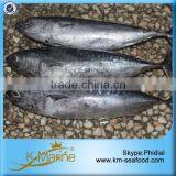 Gold Supplier China Frozen Bonito Whole Fish thumbnail-1