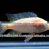 Cichlid Fish Farm for Sale and Export thumbnail-6