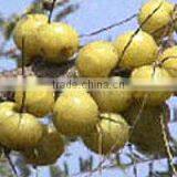 Phyllanthus Amarus Extract thumbnail-2