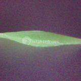 Residential Artificial Grass, MT-Promising / MT-Marvel thumbnail-2