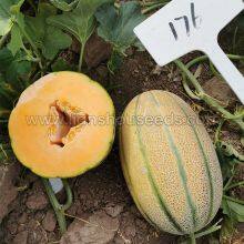 M176 F1 Janna Type Hybrid Melon Seed thumbnail-2