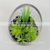 Round Glass Cup Succulent for Decoration thumbnail-1