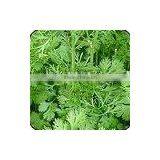 Green Coriander Leaves thumbnail-1